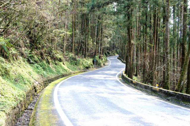 台7線自64K至82K路段幾乎都被原始杉木林環繞，此處為73K+900景緻