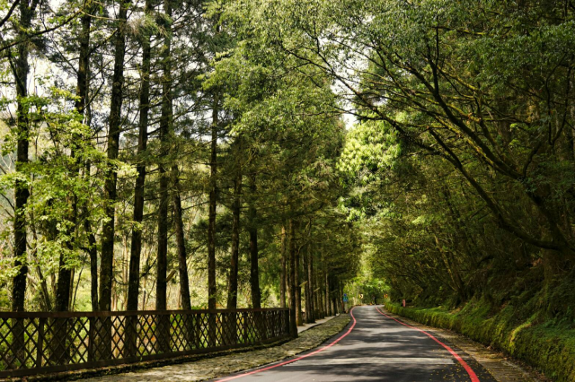 台7線明池路段旁的杉木長得高大粗壯，形成天然的綠色隧道