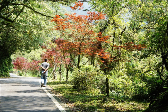 台7線64K+800路旁一整排已經變色的紫葉槭讓人流連忘返