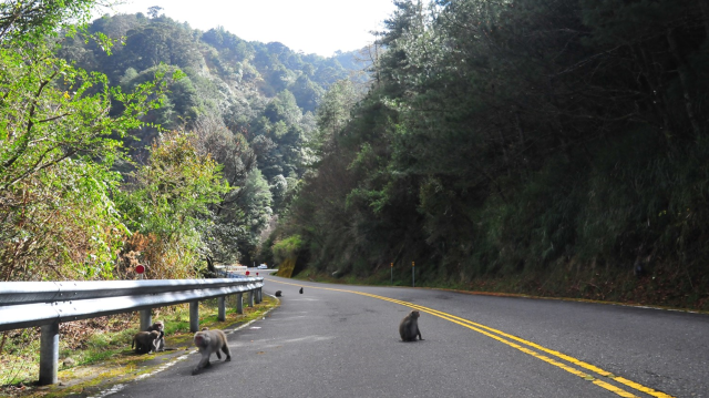 路上常常看見獼猴於路旁出沒覓食提醒用路人應小心駕駛