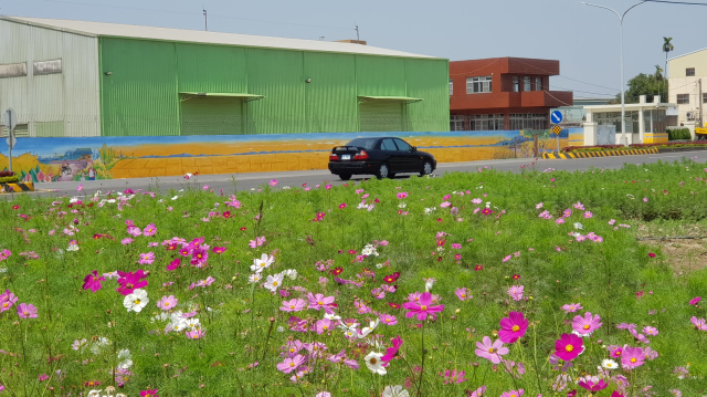 大波斯菊與公路相輝映