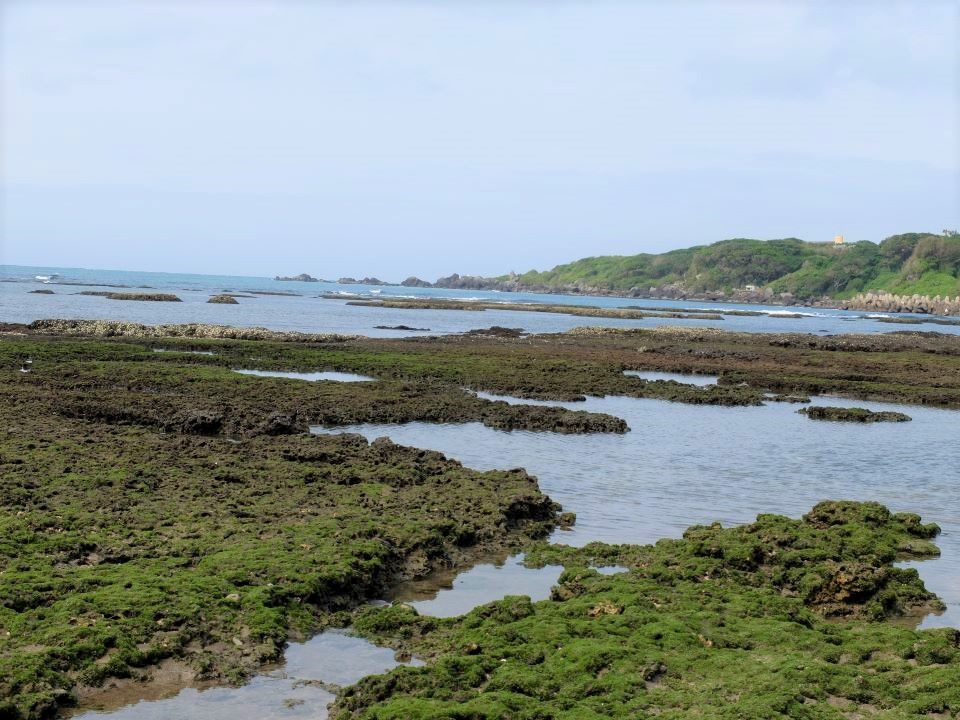 麟山鼻藻礁海岸生態
