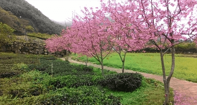 草坪頭櫻花，共4張