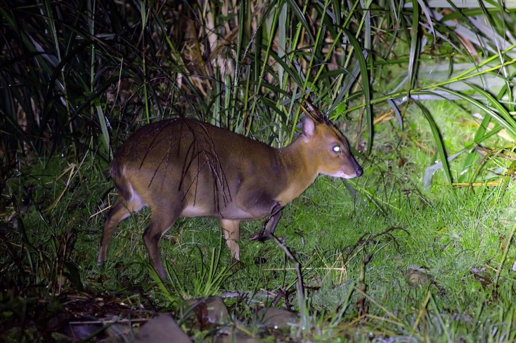 夜間道路封閉時多有野生動物出沒