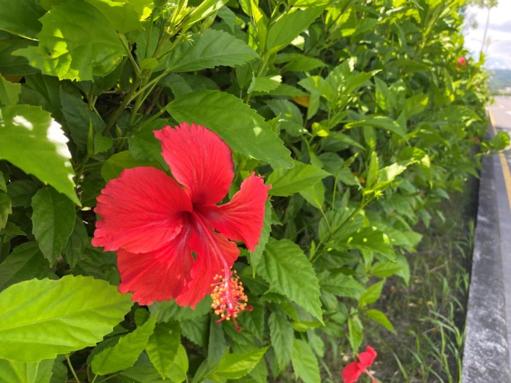 朱槿花在盛夏陽光下更顯鮮艷