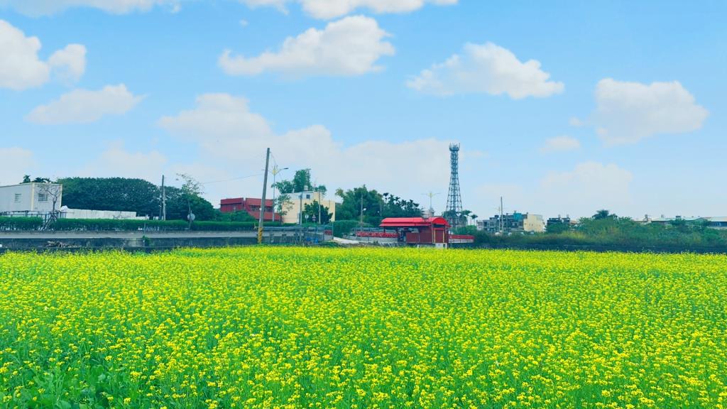 芬園冬季限定美景油菜花天映藍天