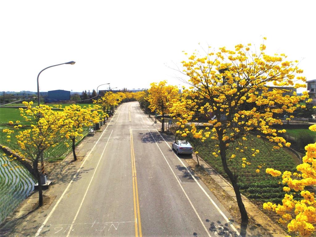 黃花風鈴木花季時台14丁線路側兩旁燦爛繽紛