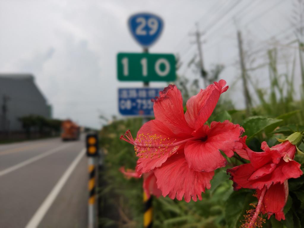 高屏溪右岸南國風光之紅扶桑