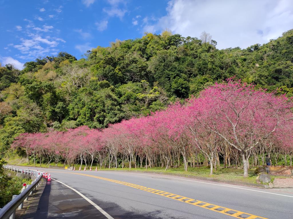 2022年櫻花盛開，從對向路側側拍，藍天與青山更襯托出櫻花的粉