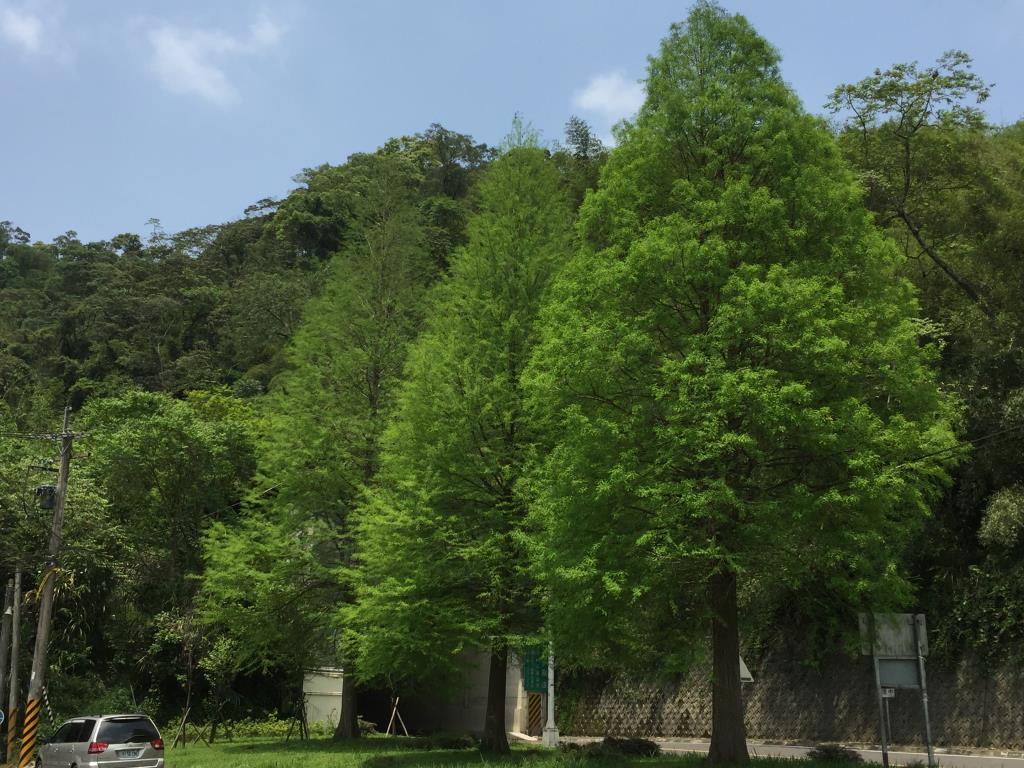 台7線百吉隧道口8.3k 落雨松-夏天