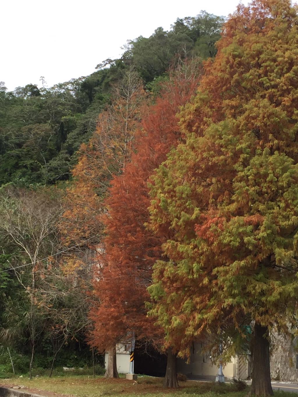 台7線百吉隧道口8.3k  落雨松-秋天