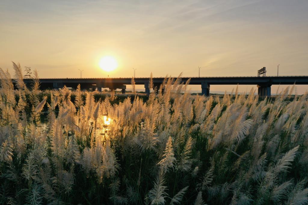 夕陽襯托甜根子草