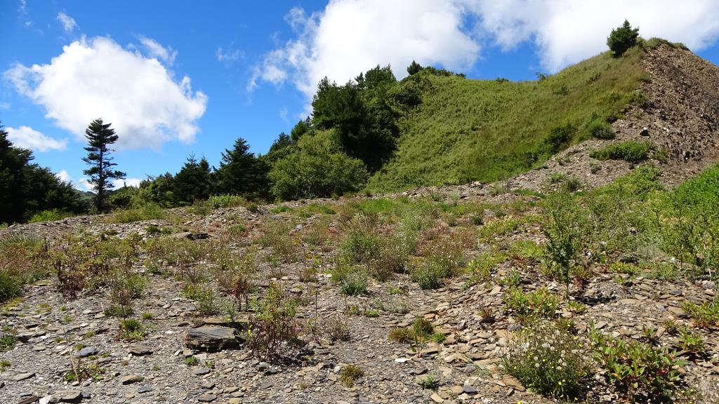 台14甲線36k+850復育後呈現綠意盎然的公路景色