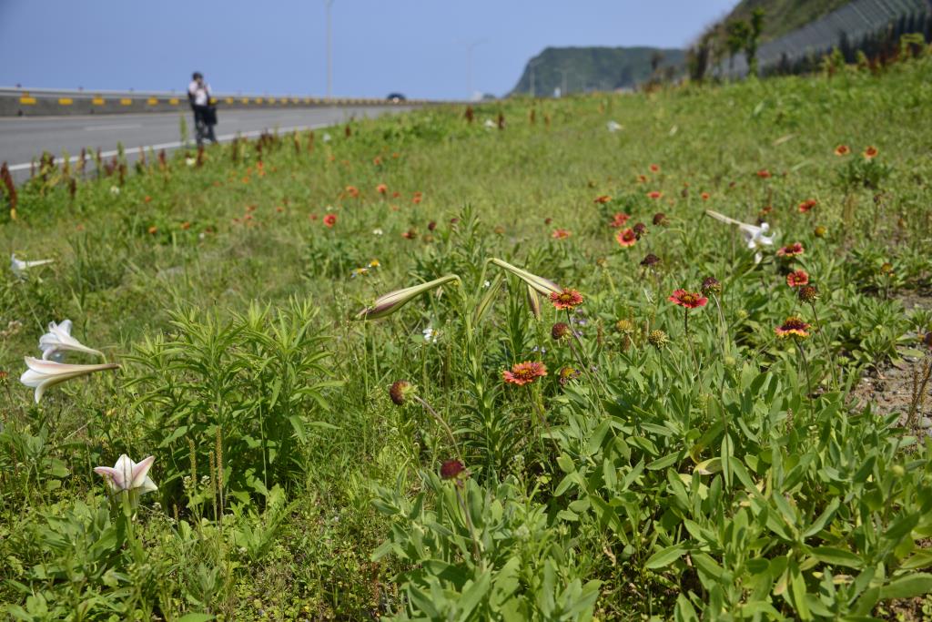 30K野花園還景自然