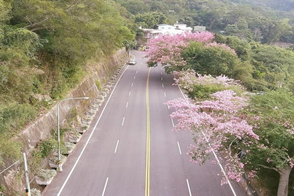 美人樹空拍美景