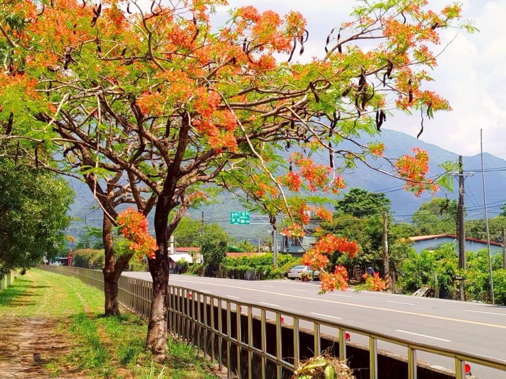 台24線18k路段沿線鳳凰木開花_2