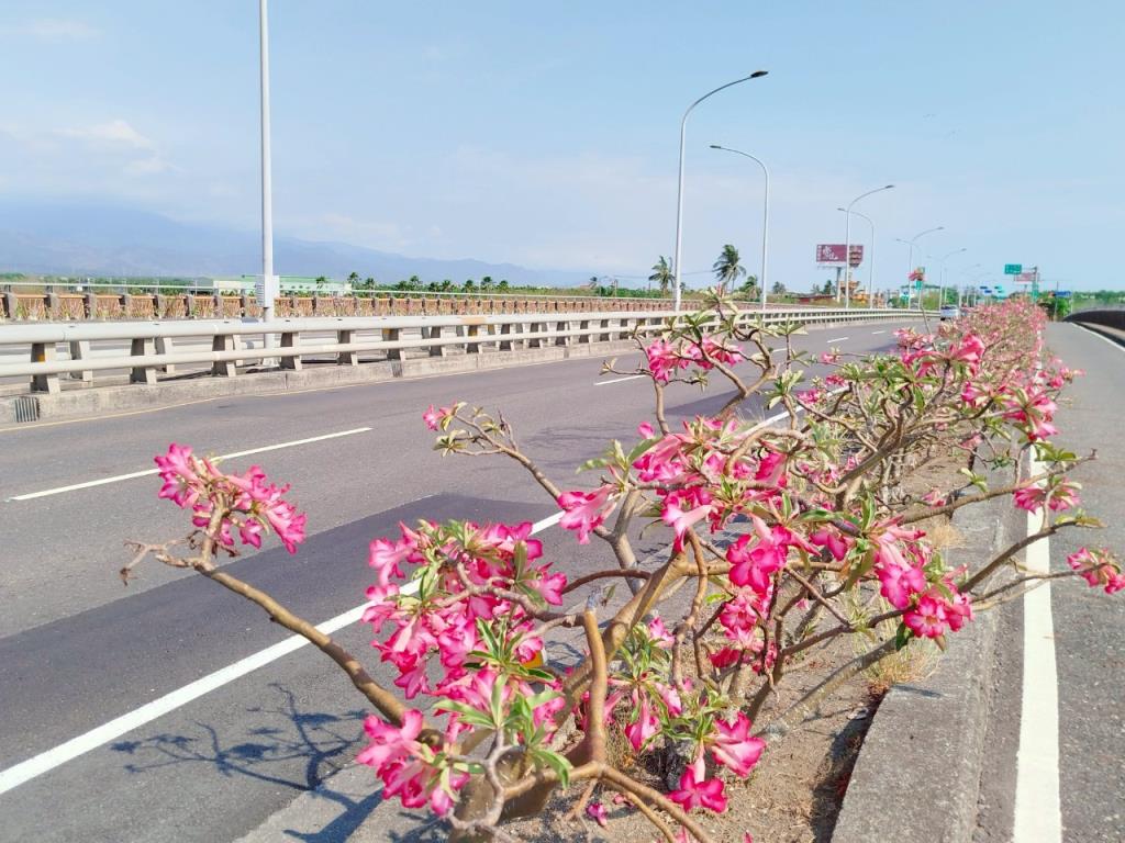 新埤大橋上沙漠玫瑰_1