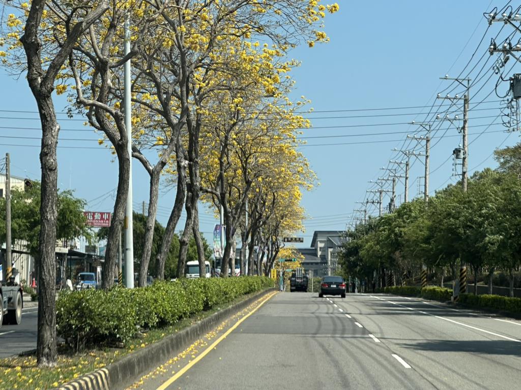 62K+700馬場路段黃花風鈴木盛開