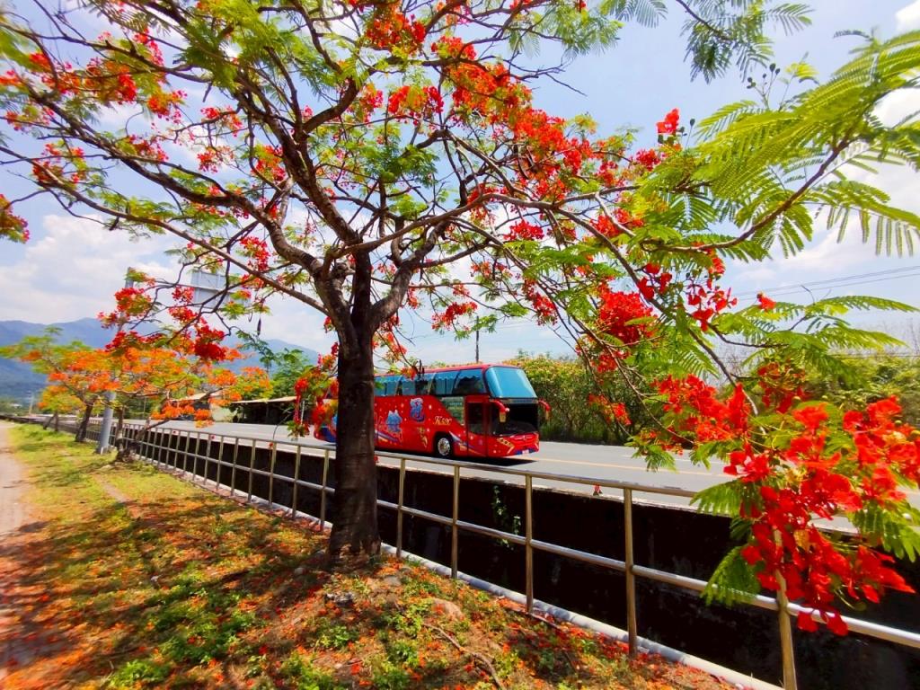 台24線18k路段沿線鳳凰木開花_1