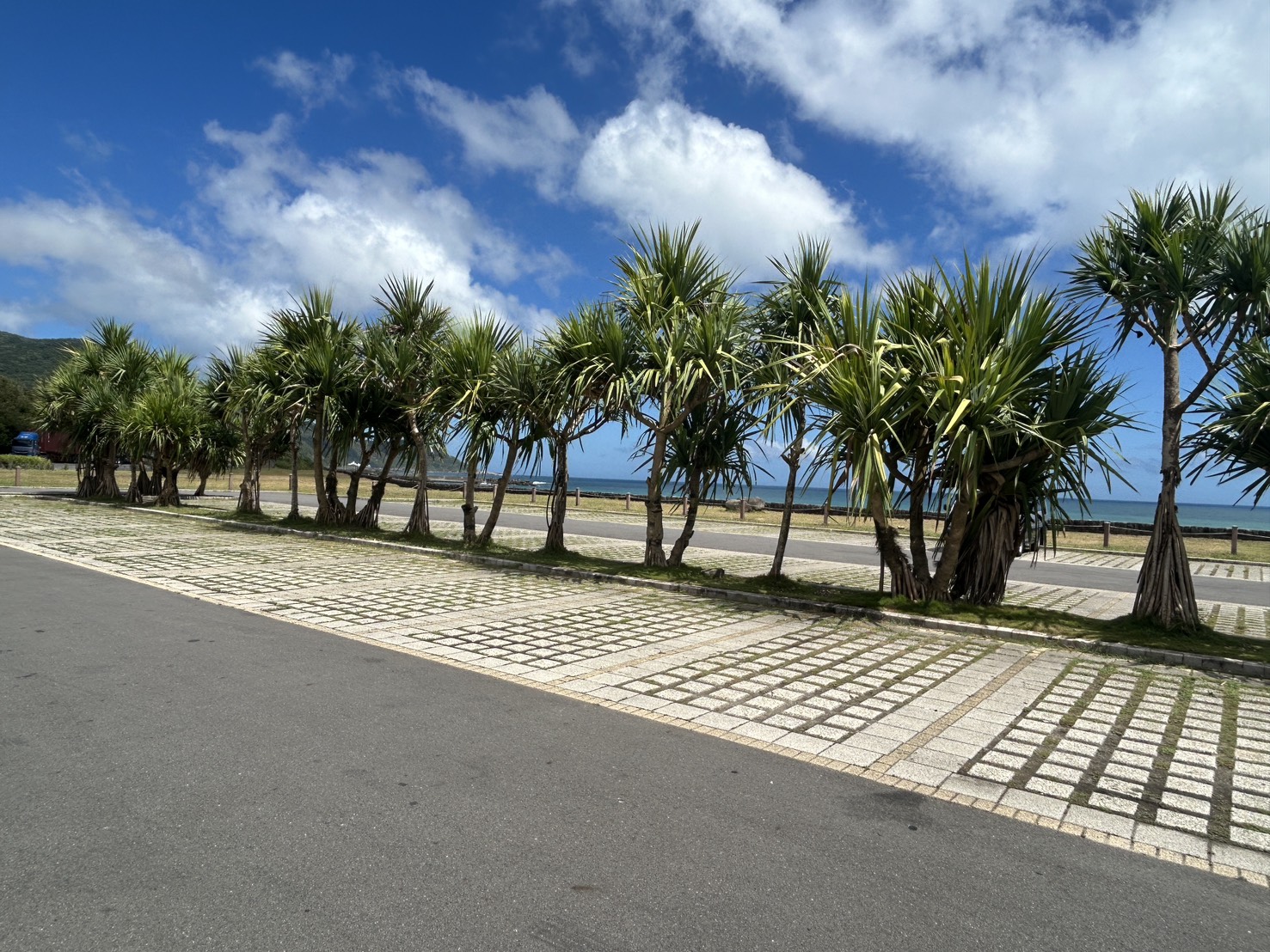 金沙灣沙灘停車場與棕梠科植物相襯,營造海岸風情
