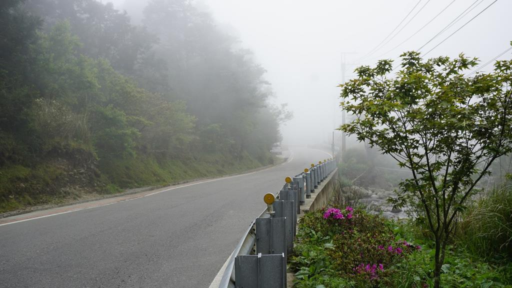 台7甲45.6k 雲霧飄渺猶如畫 青楓杜鵑相依傍