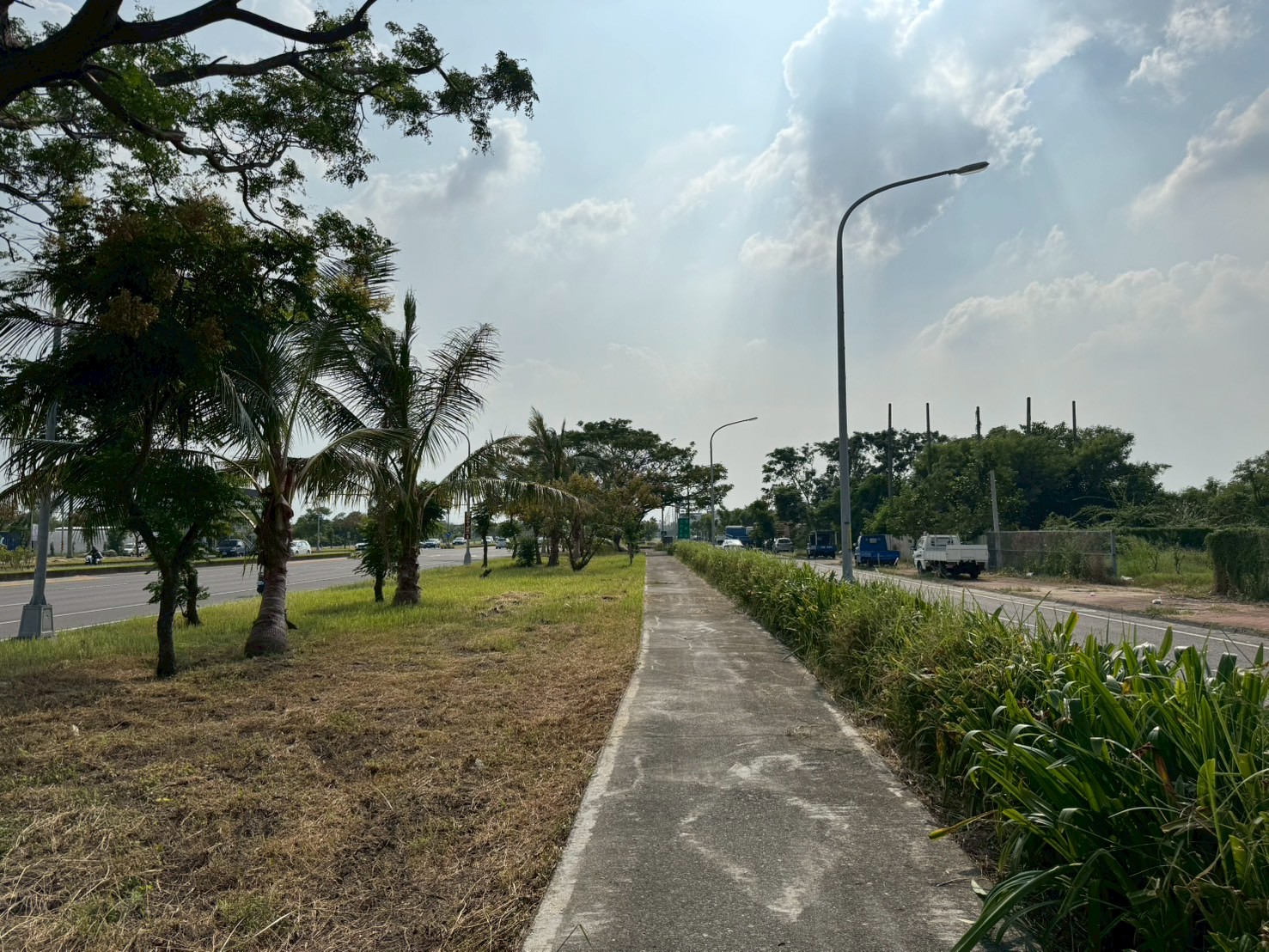 台1線步道及蜘蛛百合