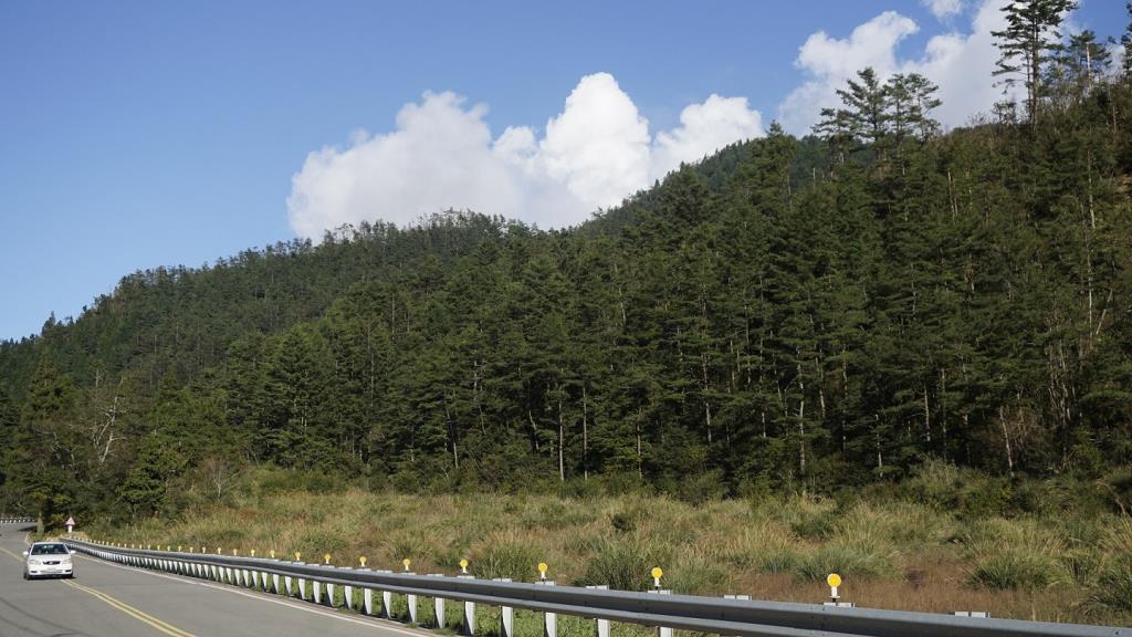 台7甲47k 秋末芒花現 冷杉屹山林