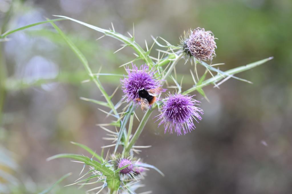 台灣特有種-塔塔加薊---台21線143k+880照片