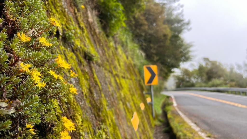 玉山佛甲草---台18線130k+50