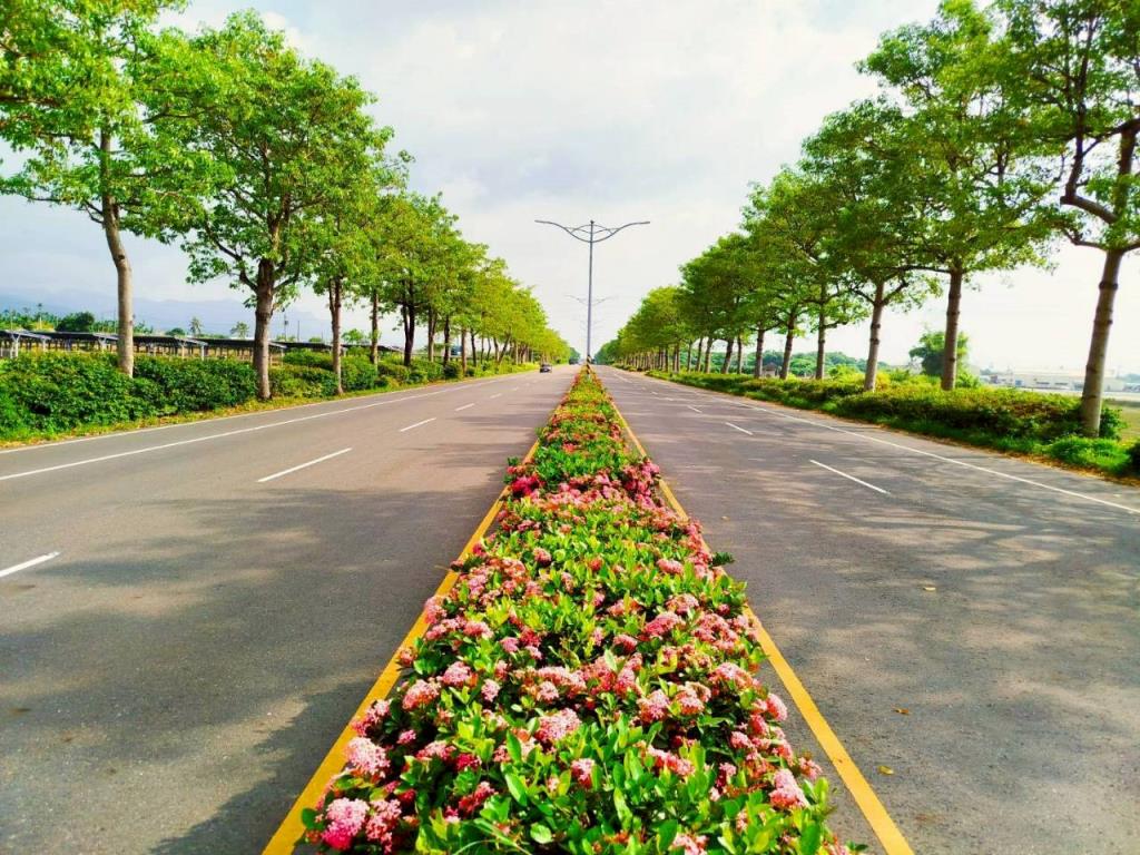 台1線435k~436.5k路段宮粉仙丹爭艷中