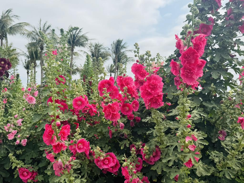 學甲的美麗蜀葵花