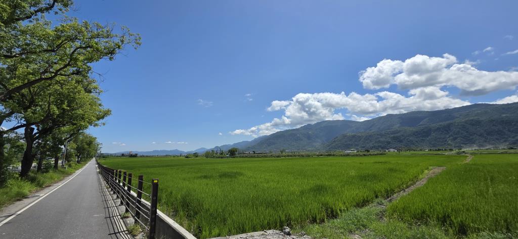 玉里以路就樹路段273K