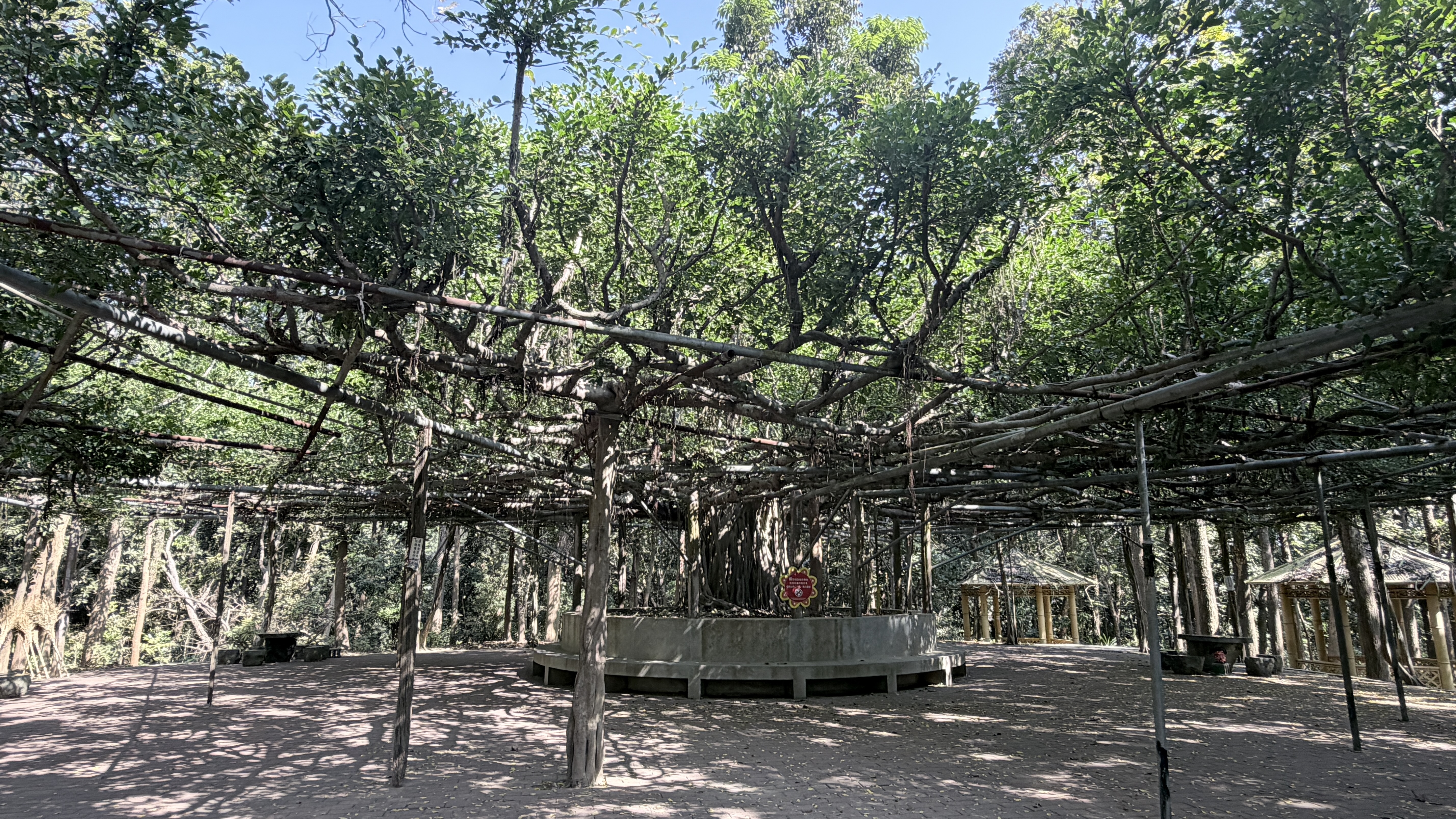 枝葉茂密的榕樹小涼亭