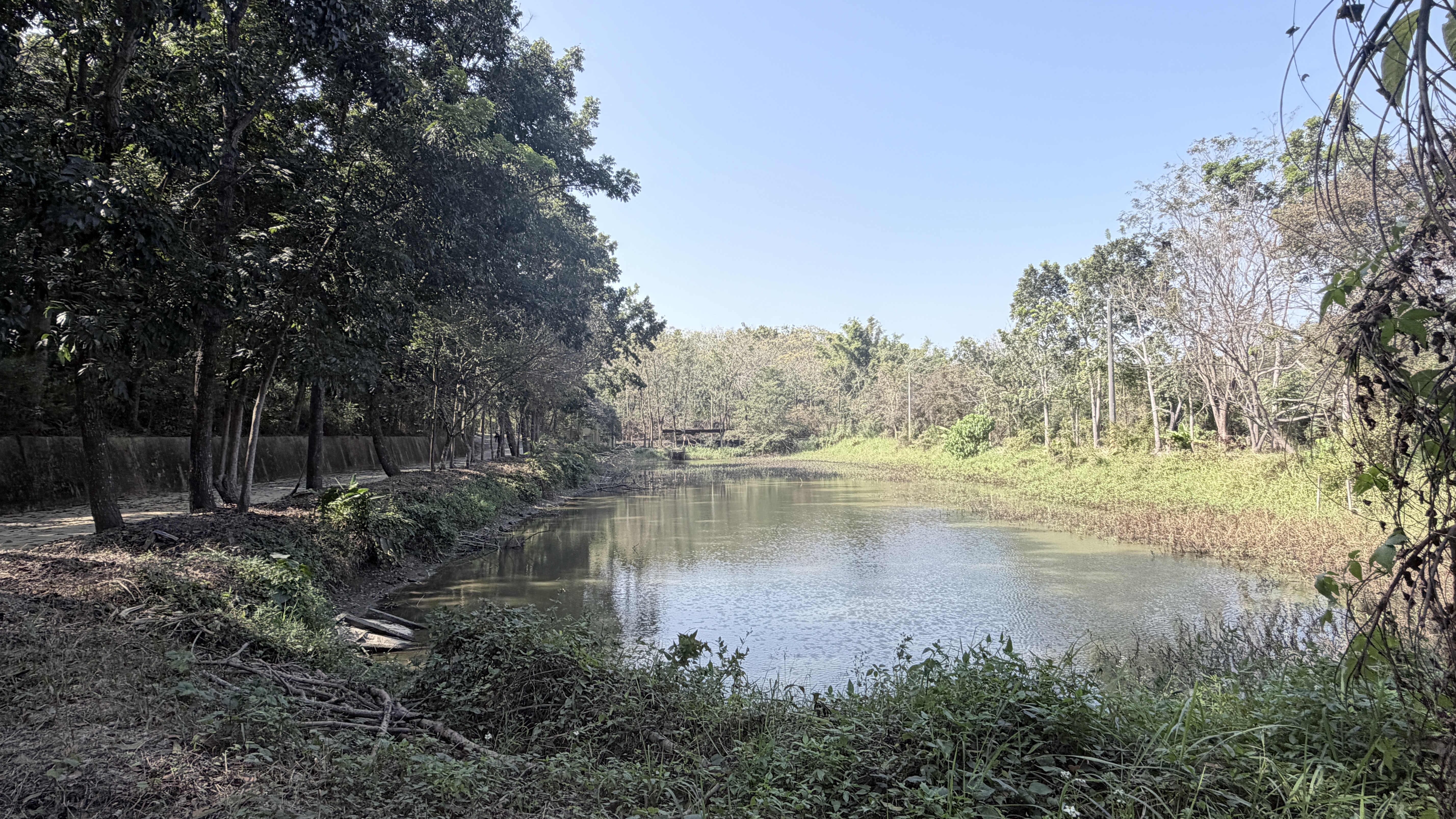 森林步道旁的小埤塘