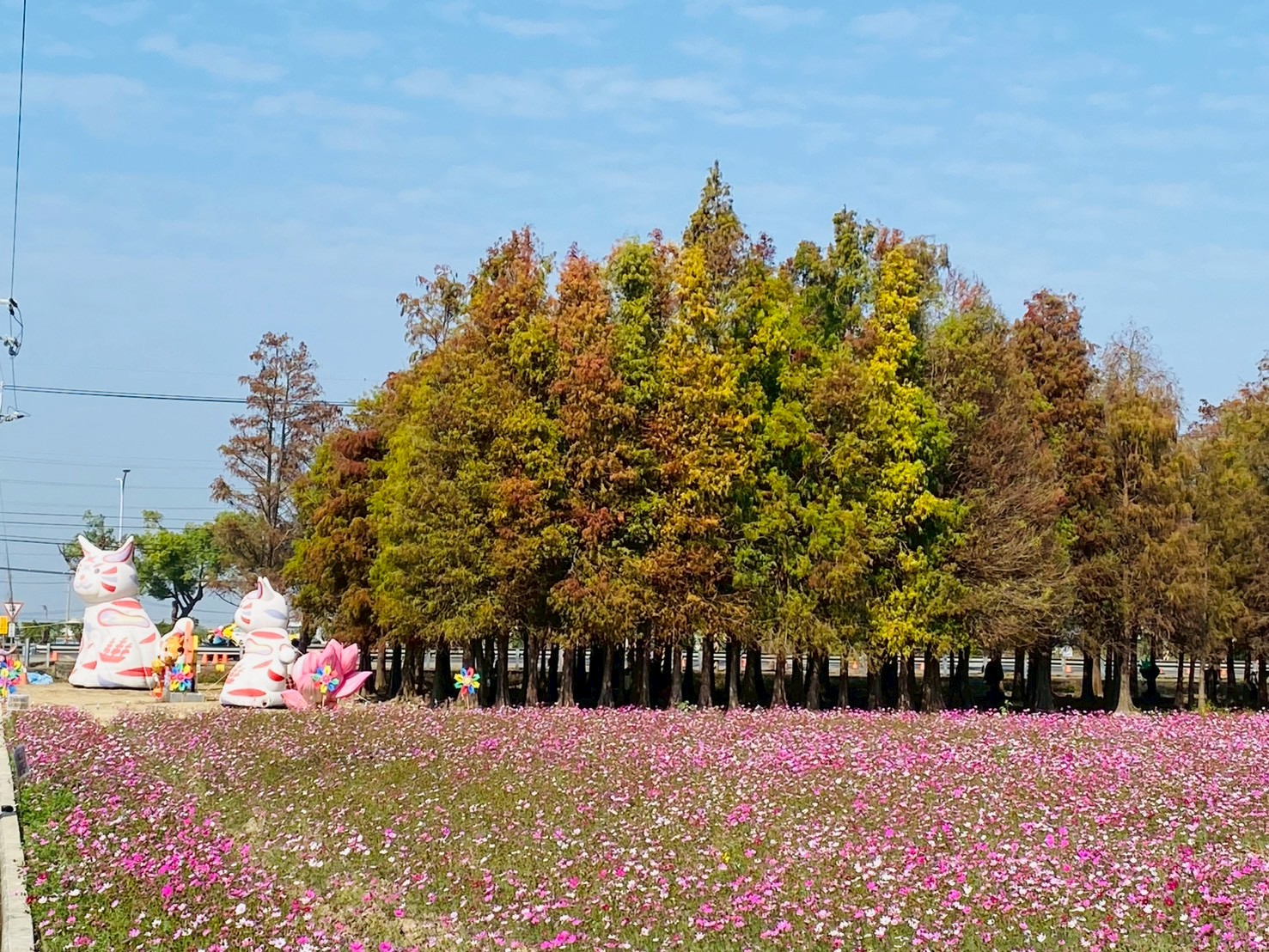 美麗花田與落羽松