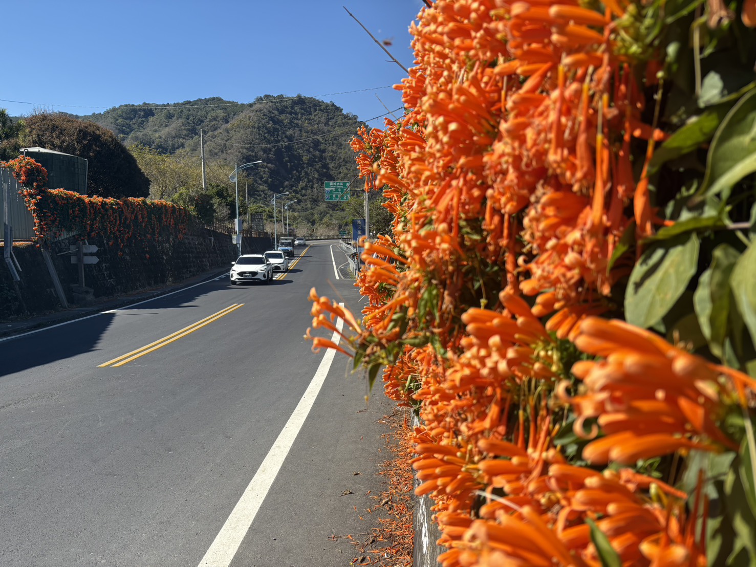路側炮仗花