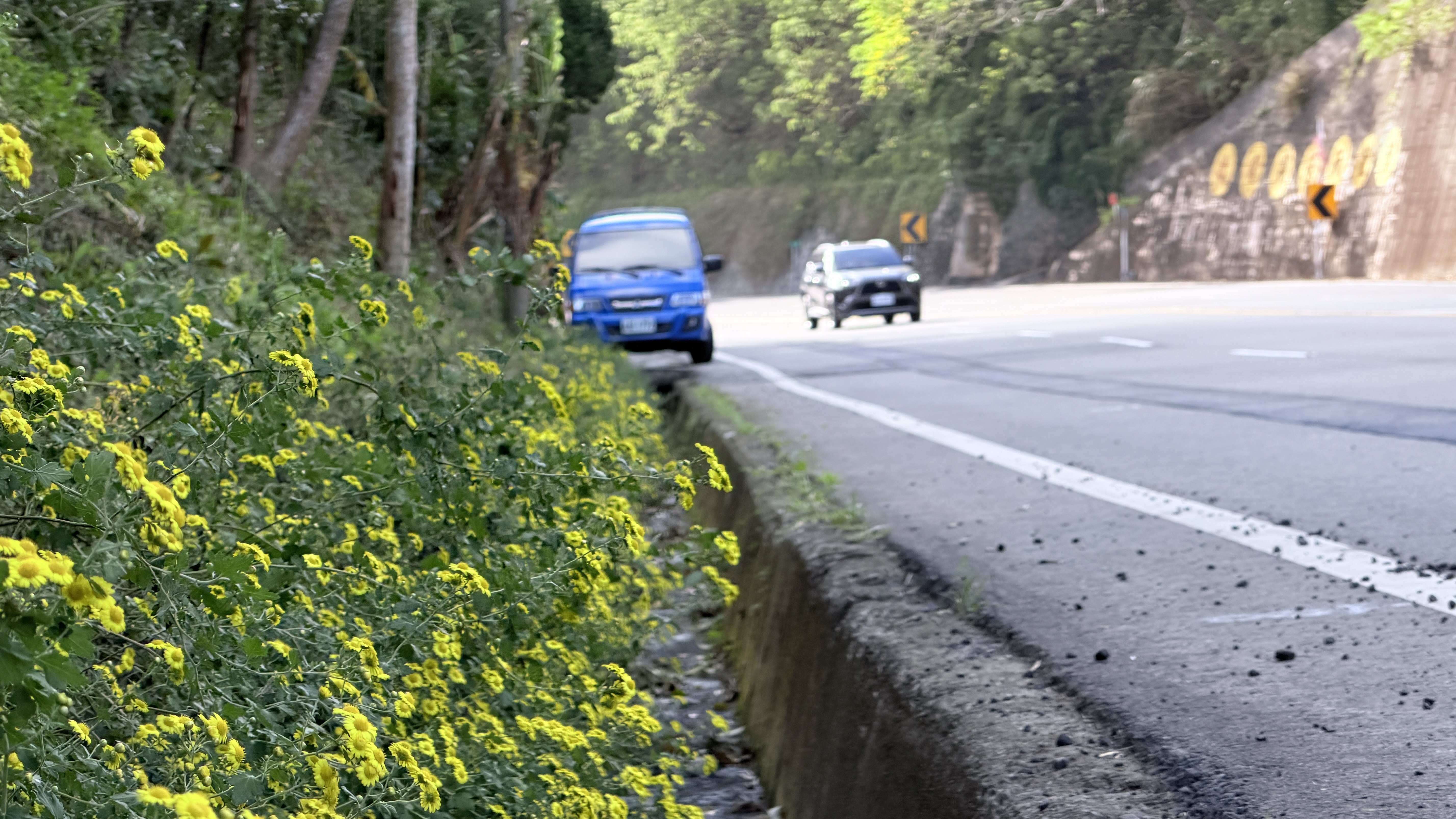 新竹油菊襯托出台3線的景觀新風貌