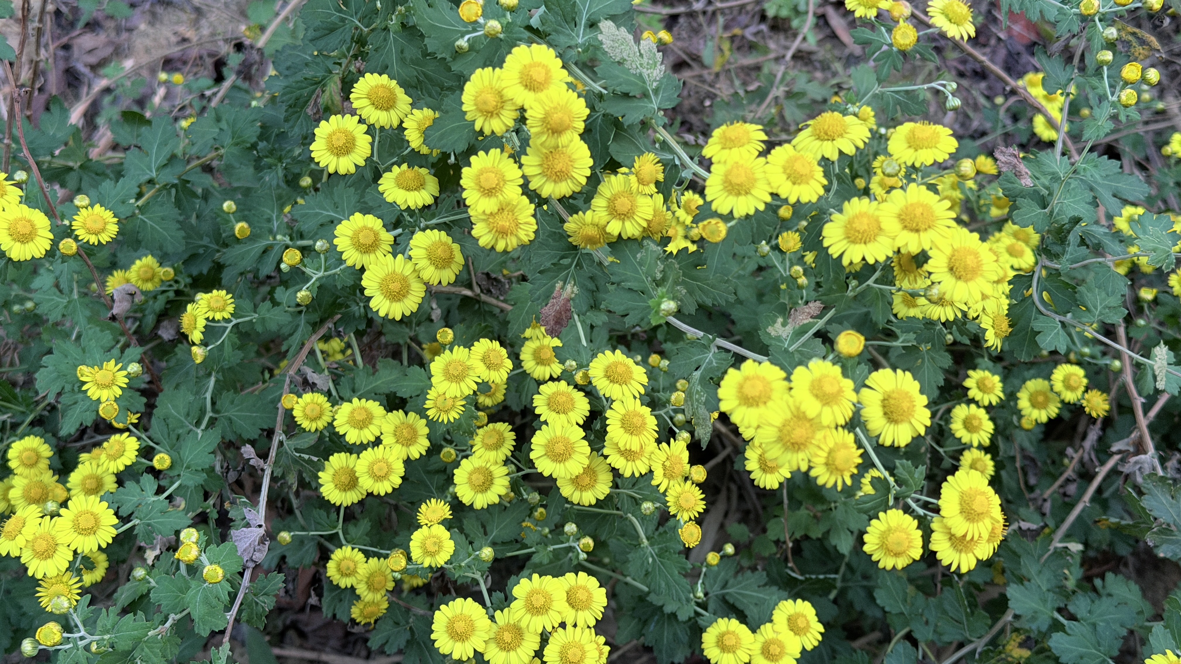 新竹油菊綻放情形良好