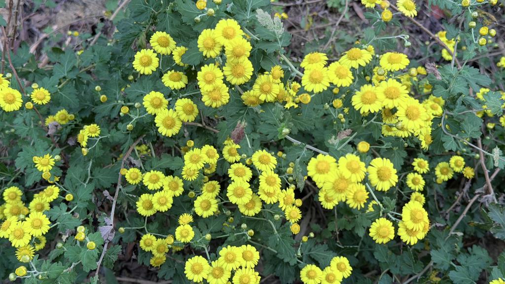 新竹油菊綻放情形良好