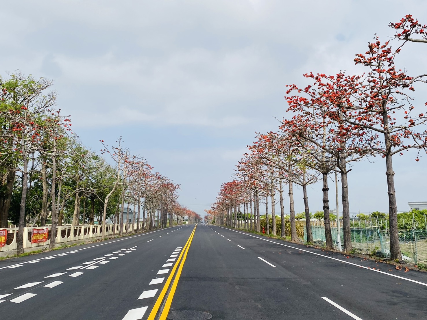 將軍國中前的木棉花道2