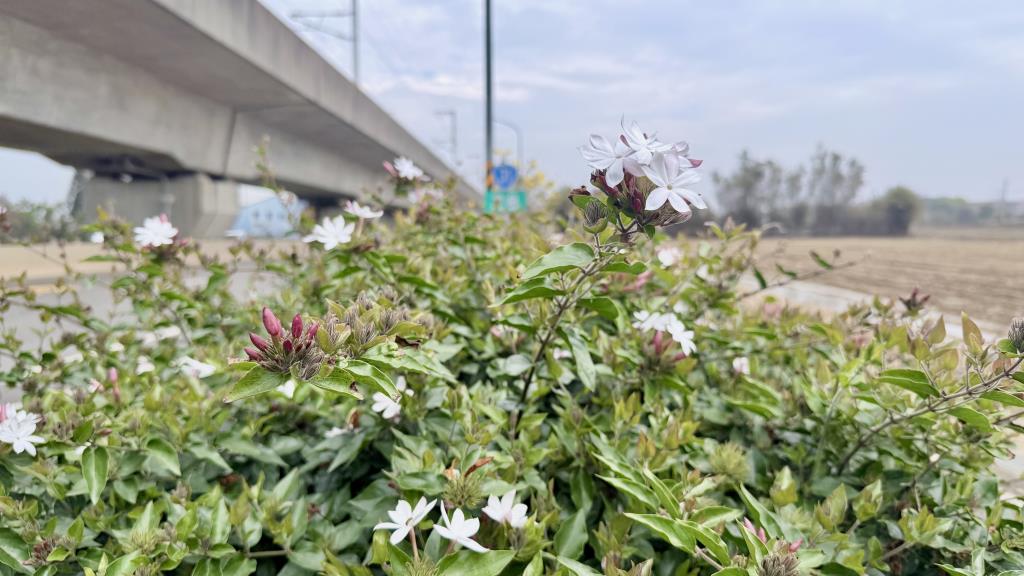 台31線-道路景觀植栽扭肚藤