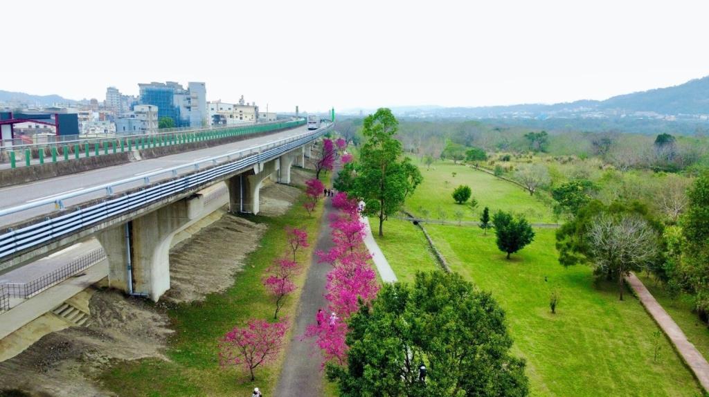 竹東生態河濱公園櫻花盛放