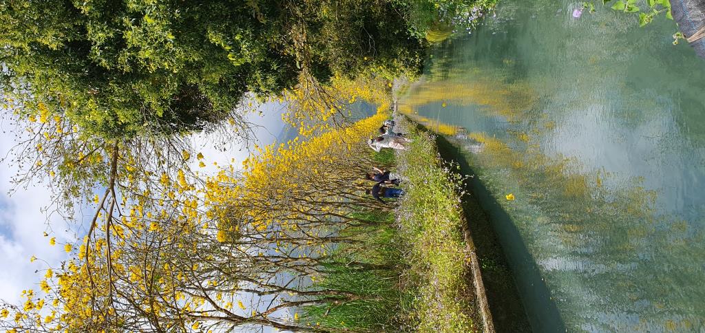 黃花風鈴木與水圳