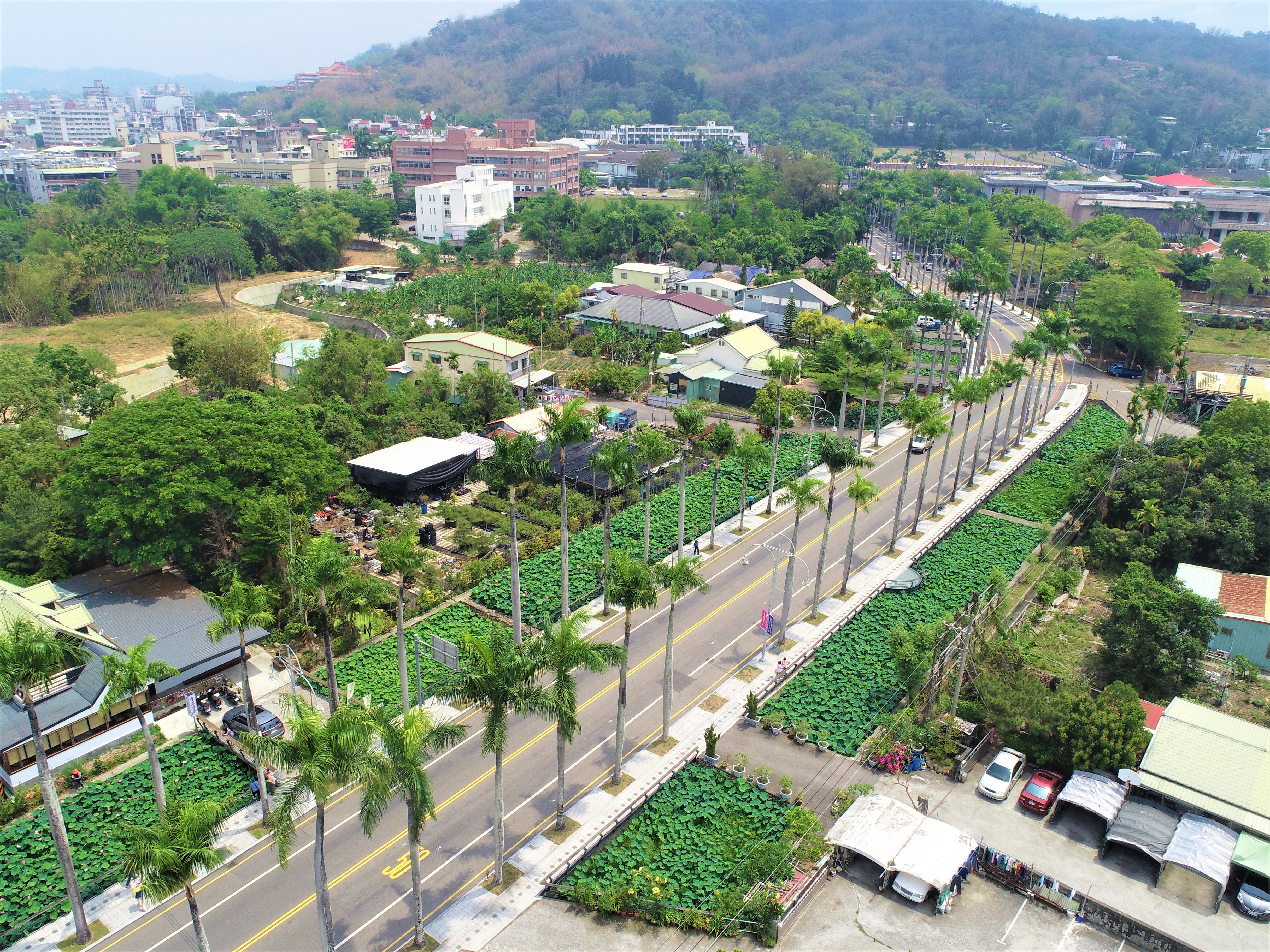 中興新村省府路的迎賓椰林大道,其荷花池是著名的賞荷景點
