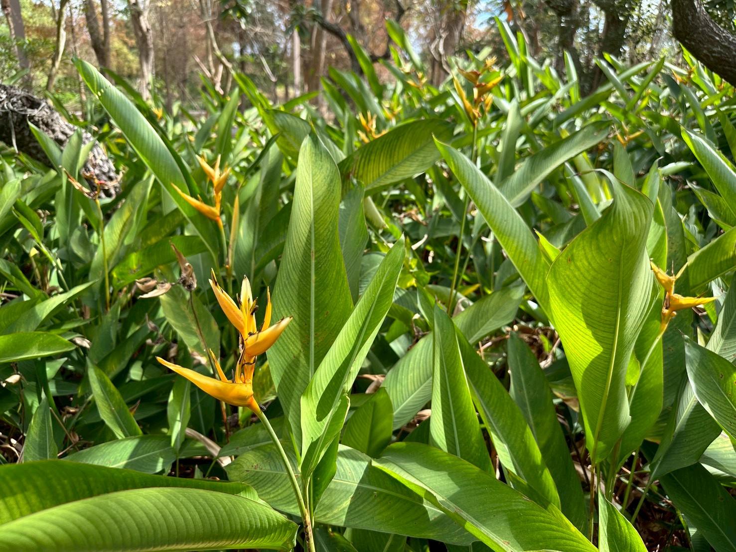 高雄市熱帶植物園天堂鳥