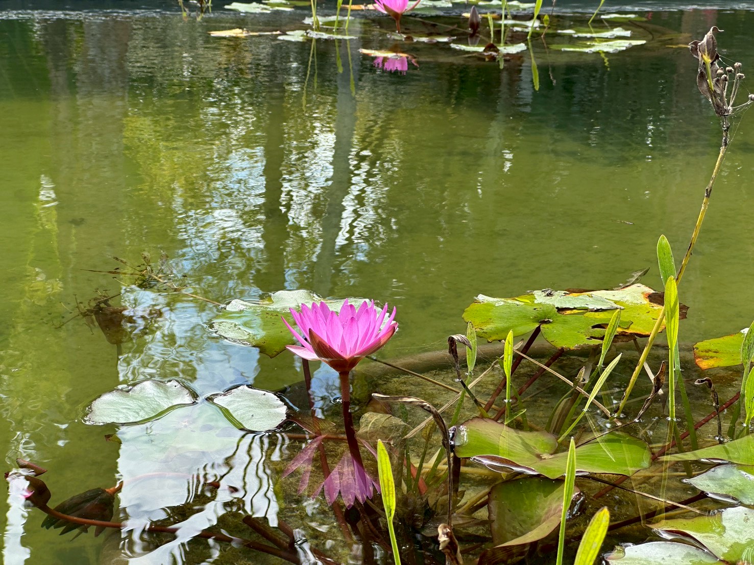 高雄市熱帶植物園荷花