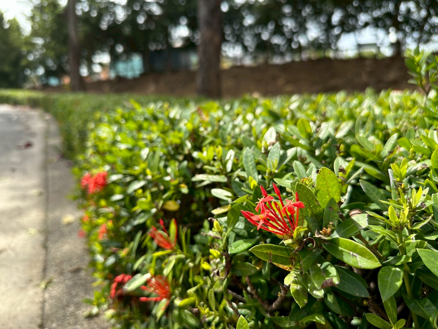 高雄市熱帶植物園矮仙丹圍籬