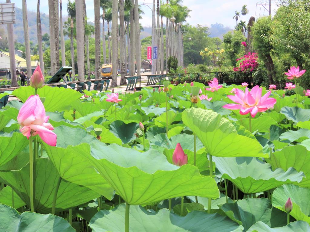 每年初夏盛放的荷花池吸引大批遊客前來
