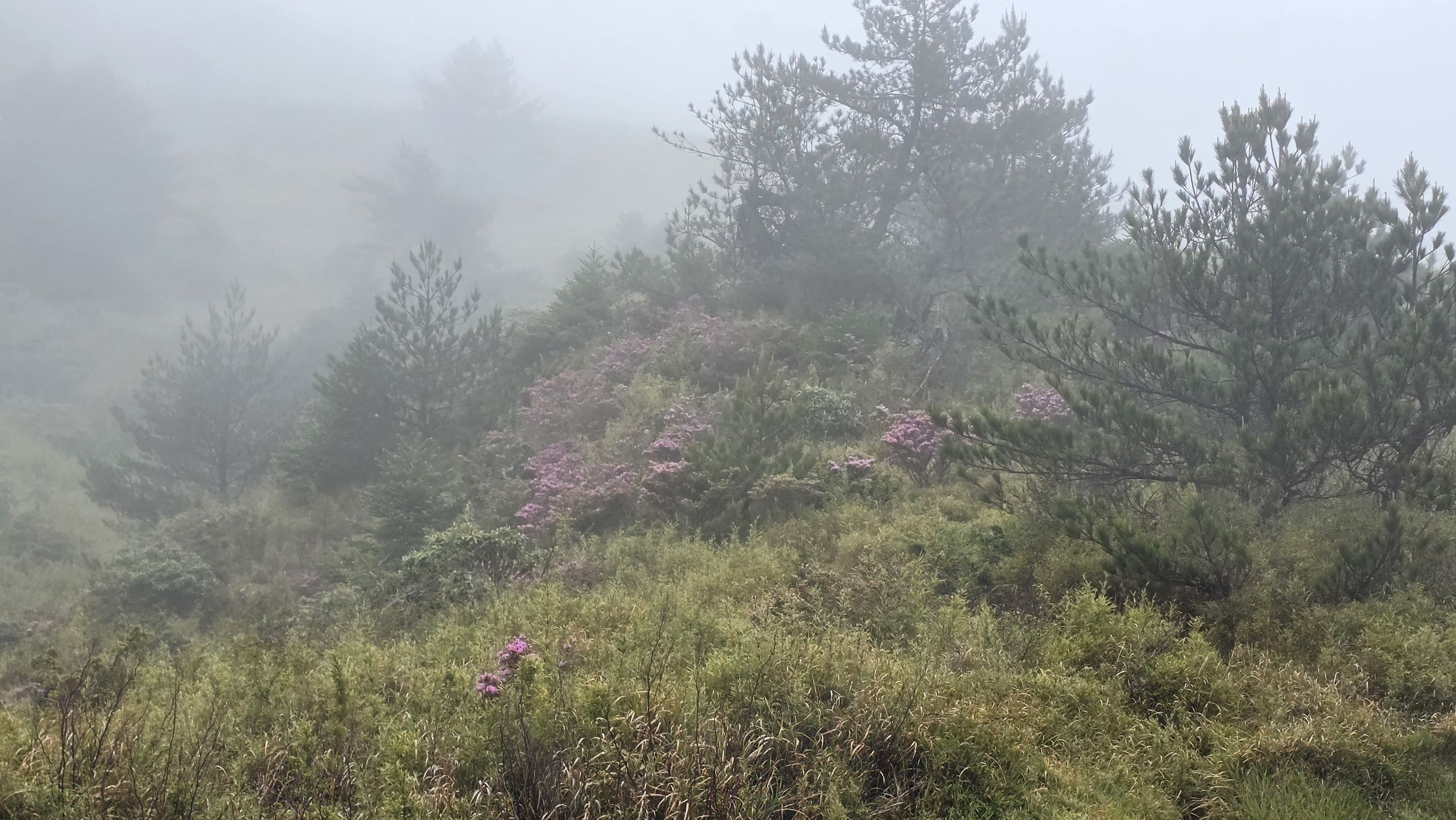 台14甲線高山杜鵑花