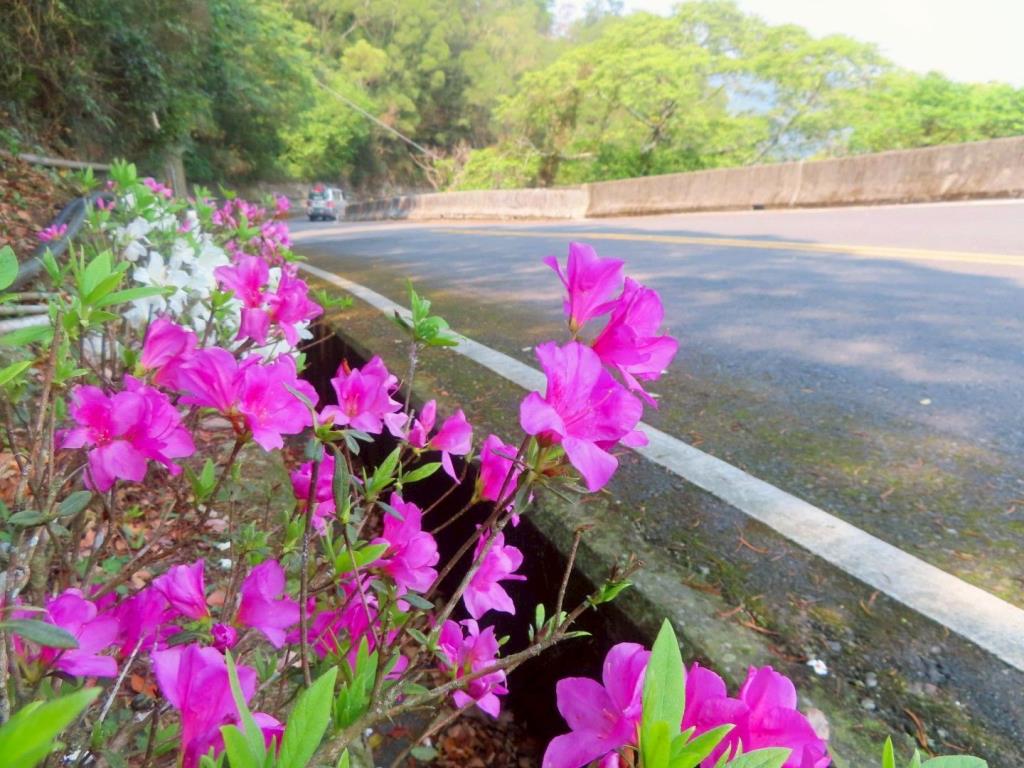 台24線32k~43k路段杜鵑開花